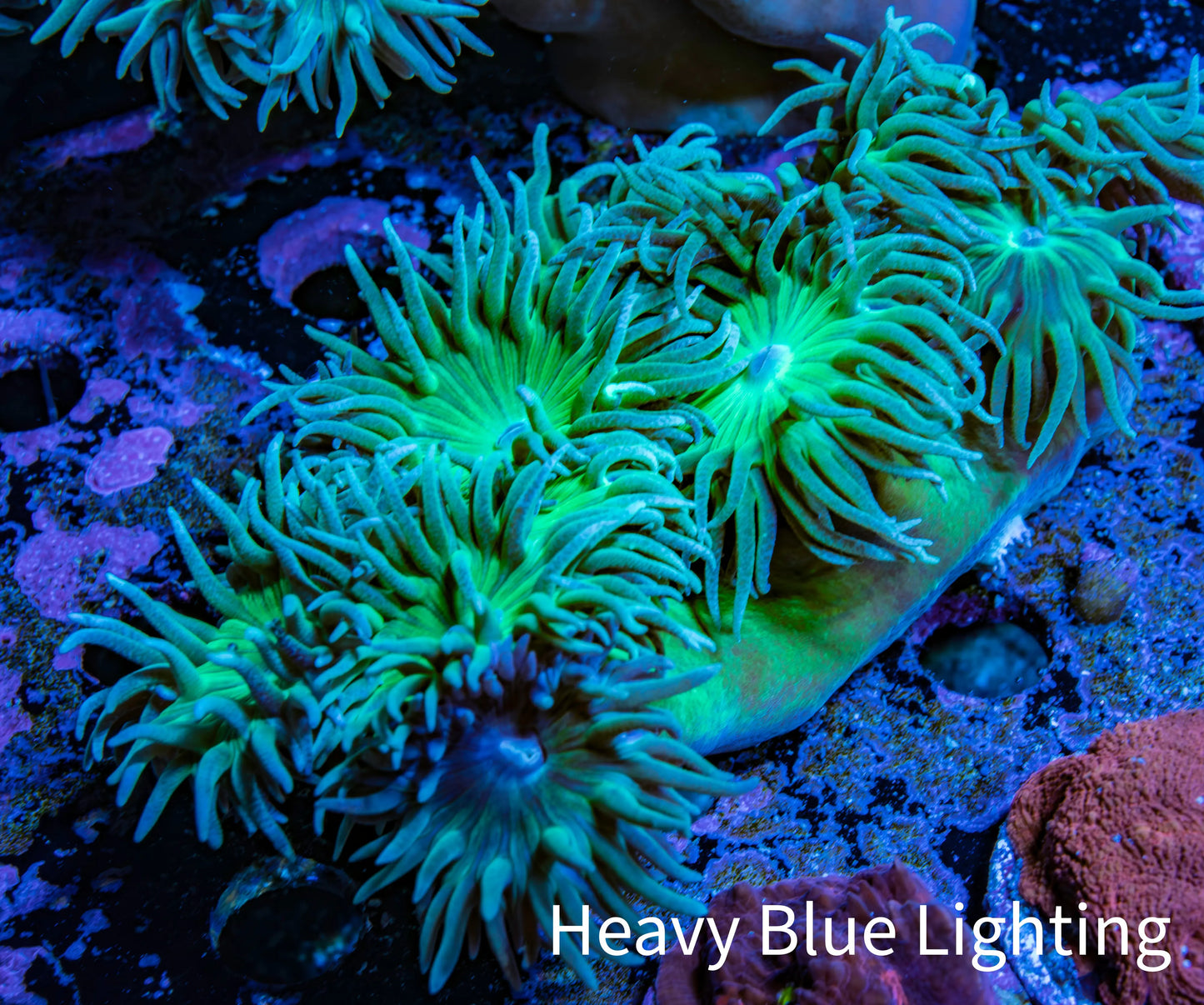 Duncanopsammia Coral- Duncan 7cm WYSIWYG Duncanopsammia Coral- Duncan 7cm WYSIWYG LPS Duncanopsammia Coral- Duncan 7cm WYSIWYG Zeo Box Reef