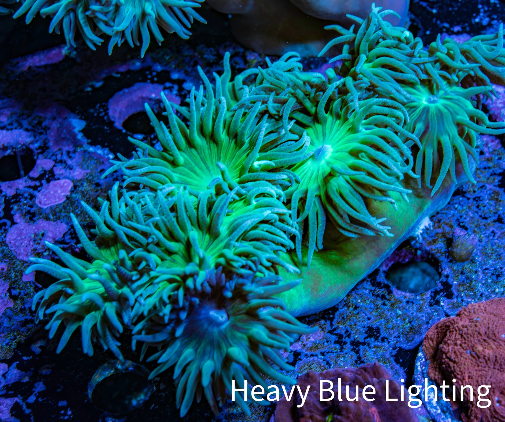 Duncanopsammia Coral- Duncan 7cm WYSIWYG Duncanopsammia Coral- Duncan 7cm WYSIWYG LPS Duncanopsammia Coral- Duncan 7cm WYSIWYG Zeo Box Reef