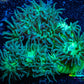 Duncanopsammia Coral- Duncan 8cm WYSIWYG A1R4B2 Duncanopsammia Coral- Duncan 8cm WYSIWYG A1R4B2 LPS Duncanopsammia Coral- Duncan 8cm WYSIWYG A1R4B2 Zeo Box Reef
