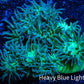 Duncanopsammia Coral- Duncan 8cm WYSIWYG A1R4B2 Duncanopsammia Coral- Duncan 8cm WYSIWYG A1R4B2 LPS Duncanopsammia Coral- Duncan 8cm WYSIWYG A1R4B2 Zeo Box Reef