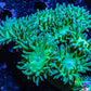 Duncanopsammia Coral- Duncan 8cm WYSIWYG A1R4B2 Duncanopsammia Coral- Duncan 8cm WYSIWYG A1R4B2 LPS Duncanopsammia Coral- Duncan 8cm WYSIWYG A1R4B2 Zeo Box Reef