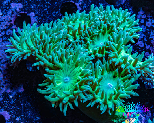 Duncanopsammia Coral- Duncan 8cm WYSIWYG A1R4B2 Duncanopsammia Coral- Duncan 8cm WYSIWYG A1R4B2 LPS Duncanopsammia Coral- Duncan 8cm WYSIWYG A1R4B2 Zeo Box Reef