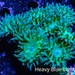 Duncanopsammia Coral- Duncan 8cm WYSIWYG A1R4B2 Duncanopsammia Coral- Duncan 8cm WYSIWYG A1R4B2 LPS Duncanopsammia Coral- Duncan 8cm WYSIWYG A1R4B2 Zeo Box Reef