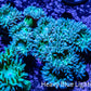 Duncanopsammia Coral- Duncan 8cm WYSIWYG A2R4B2 Duncanopsammia Coral- Duncan 8cm WYSIWYG A2R4B2 LPS Duncanopsammia Coral- Duncan 8cm WYSIWYG A2R4B2 Zeo Box Reef