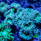 Duncanopsammia Coral- Duncan 8cm WYSIWYG A2R4B2 Duncanopsammia Coral- Duncan 8cm WYSIWYG A2R4B2 LPS Duncanopsammia Coral- Duncan 8cm WYSIWYG A2R4B2 Zeo Box Reef