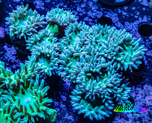 Duncanopsammia Coral- Duncan 8cm WYSIWYG A2R4B2 Duncanopsammia Coral- Duncan 8cm WYSIWYG A2R4B2 LPS Duncanopsammia Coral- Duncan 8cm WYSIWYG A2R4B2 Zeo Box Reef