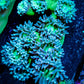 Duncanopsammia Coral- Duncan 8cm WYSIWYG B3R4B2 Duncanopsammia Coral- Duncan 8cm WYSIWYG B3R4B2 LPS Duncanopsammia Coral- Duncan 8cm WYSIWYG B3R4B2 Zeo Box Reef