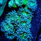 Duncanopsammia Coral- Duncan 8cm WYSIWYG B3R4B2 Duncanopsammia Coral- Duncan 8cm WYSIWYG B3R4B2 LPS Duncanopsammia Coral- Duncan 8cm WYSIWYG B3R4B2 Zeo Box Reef