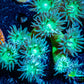 Duncanopsammia Coral- Duncan 8cm WYSIWYG Duncanopsammia Coral- Duncan 8cm WYSIWYG LPS Duncanopsammia Coral- Duncan 8cm WYSIWYG Zeo Box Reef