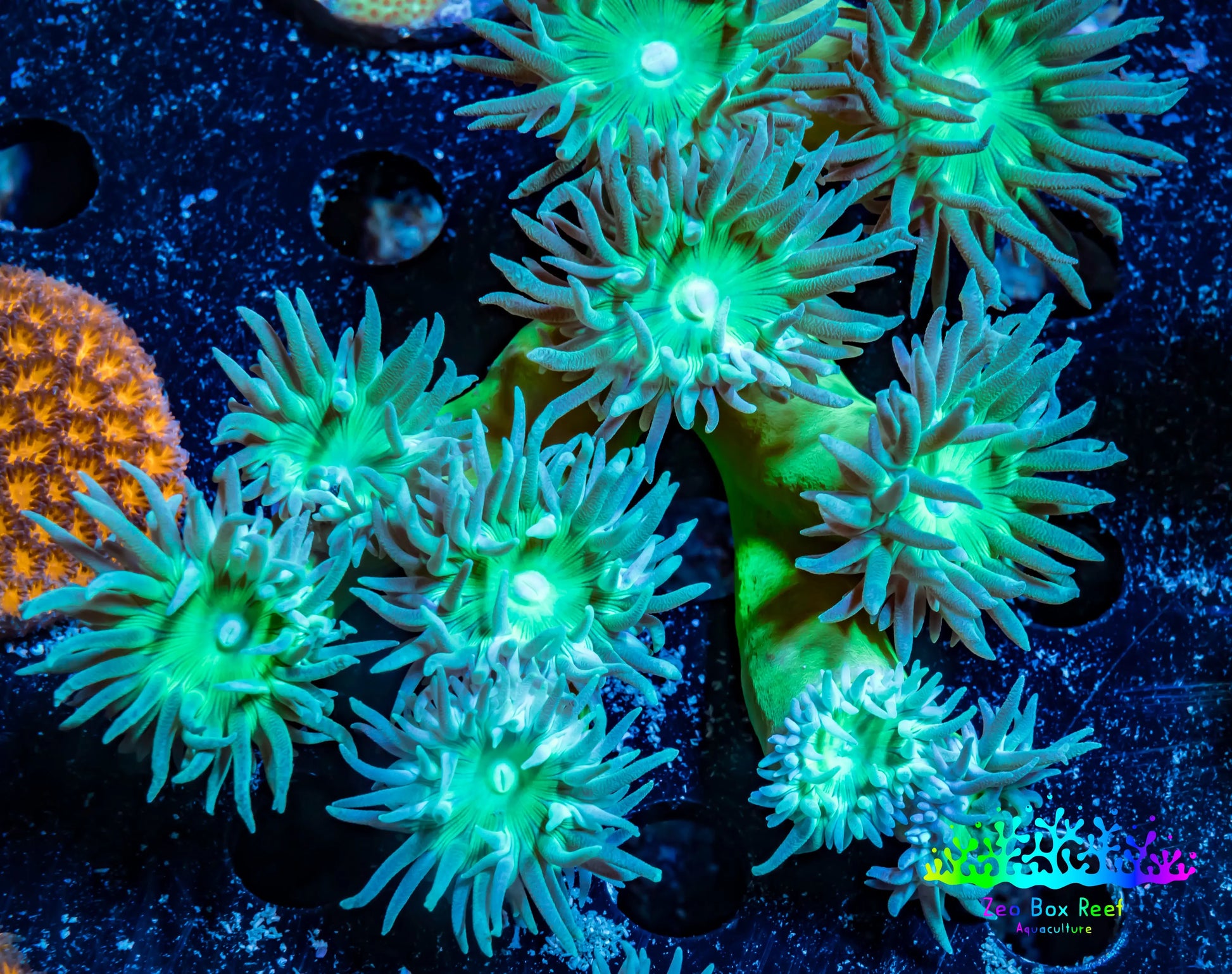 Duncanopsammia Coral- Duncan 8cm WYSIWYG Duncanopsammia Coral- Duncan 8cm WYSIWYG LPS Duncanopsammia Coral- Duncan 8cm WYSIWYG Zeo Box Reef