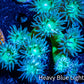 Duncanopsammia Coral- Duncan 8cm WYSIWYG Duncanopsammia Coral- Duncan 8cm WYSIWYG LPS Duncanopsammia Coral- Duncan 8cm WYSIWYG Zeo Box Reef