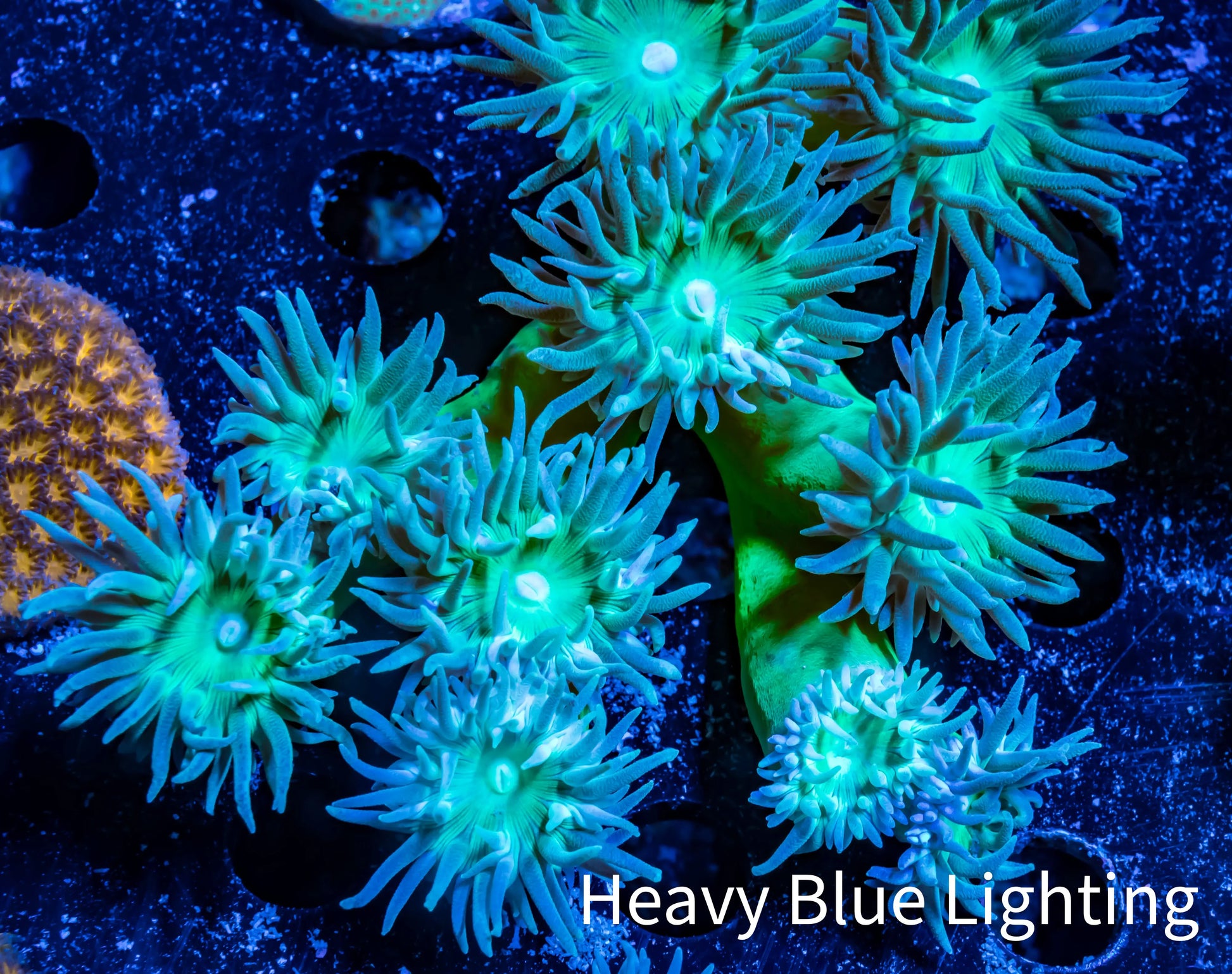 Duncanopsammia Coral- Duncan 8cm WYSIWYG Duncanopsammia Coral- Duncan 8cm WYSIWYG LPS Duncanopsammia Coral- Duncan 8cm WYSIWYG Zeo Box Reef