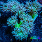 Duncanopsammia Coral- Duncan 8cm WYSIWYG Duncanopsammia Coral- Duncan 8cm WYSIWYG LPS Duncanopsammia Coral- Duncan 8cm WYSIWYG Zeo Box Reef