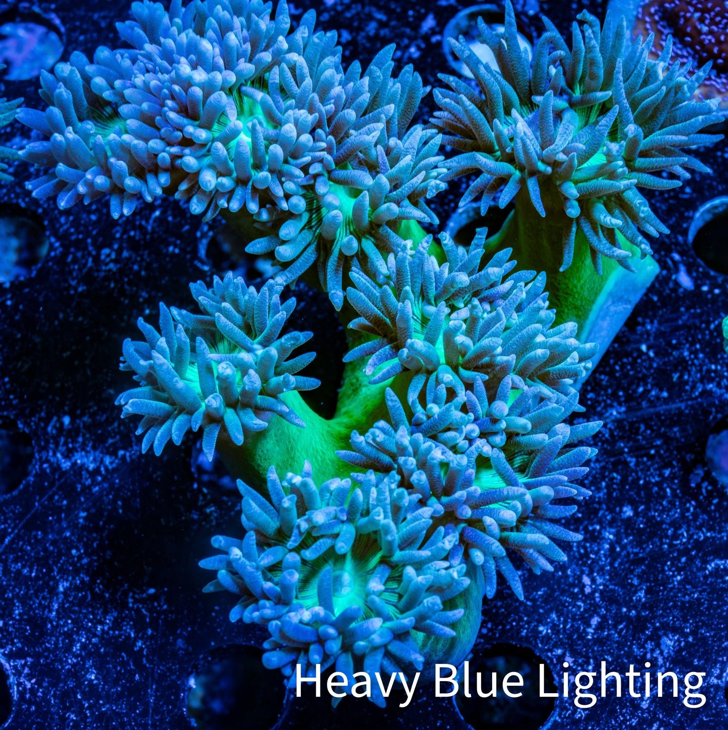 Duncanopsammia Coral- Duncan 8cm WYSIWYG Duncanopsammia Coral- Duncan 8cm WYSIWYG LPS Duncanopsammia Coral- Duncan 8cm WYSIWYG Zeo Box Reef