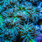 Duncanopsammia Coral- Duncan 9cm WYSIWYG Duncanopsammia Coral- Duncan 9cm WYSIWYG LPS Duncanopsammia Coral- Duncan 9cm WYSIWYG Zeo Box Reef