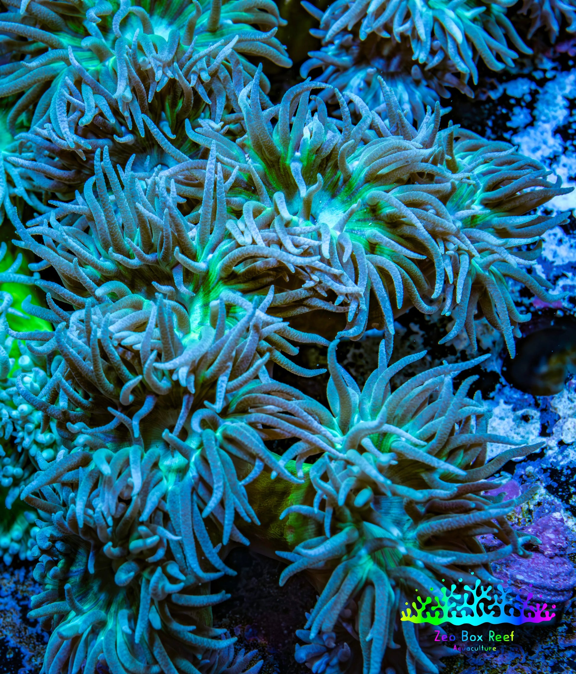 Duncanopsammia Coral- Duncan 9cm WYSIWYG Duncanopsammia Coral- Duncan 9cm WYSIWYG LPS Duncanopsammia Coral- Duncan 9cm WYSIWYG Zeo Box Reef