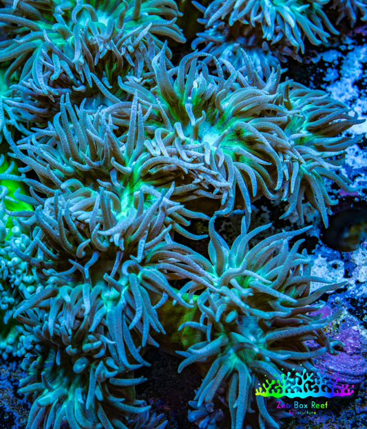 Duncanopsammia Coral- Duncan 9cm WYSIWYG Duncanopsammia Coral- Duncan 9cm WYSIWYG LPS Duncanopsammia Coral- Duncan 9cm WYSIWYG Zeo Box Reef