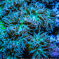 Duncanopsammia Coral- Duncan 9cm WYSIWYG Duncanopsammia Coral- Duncan 9cm WYSIWYG LPS Duncanopsammia Coral- Duncan 9cm WYSIWYG Zeo Box Reef