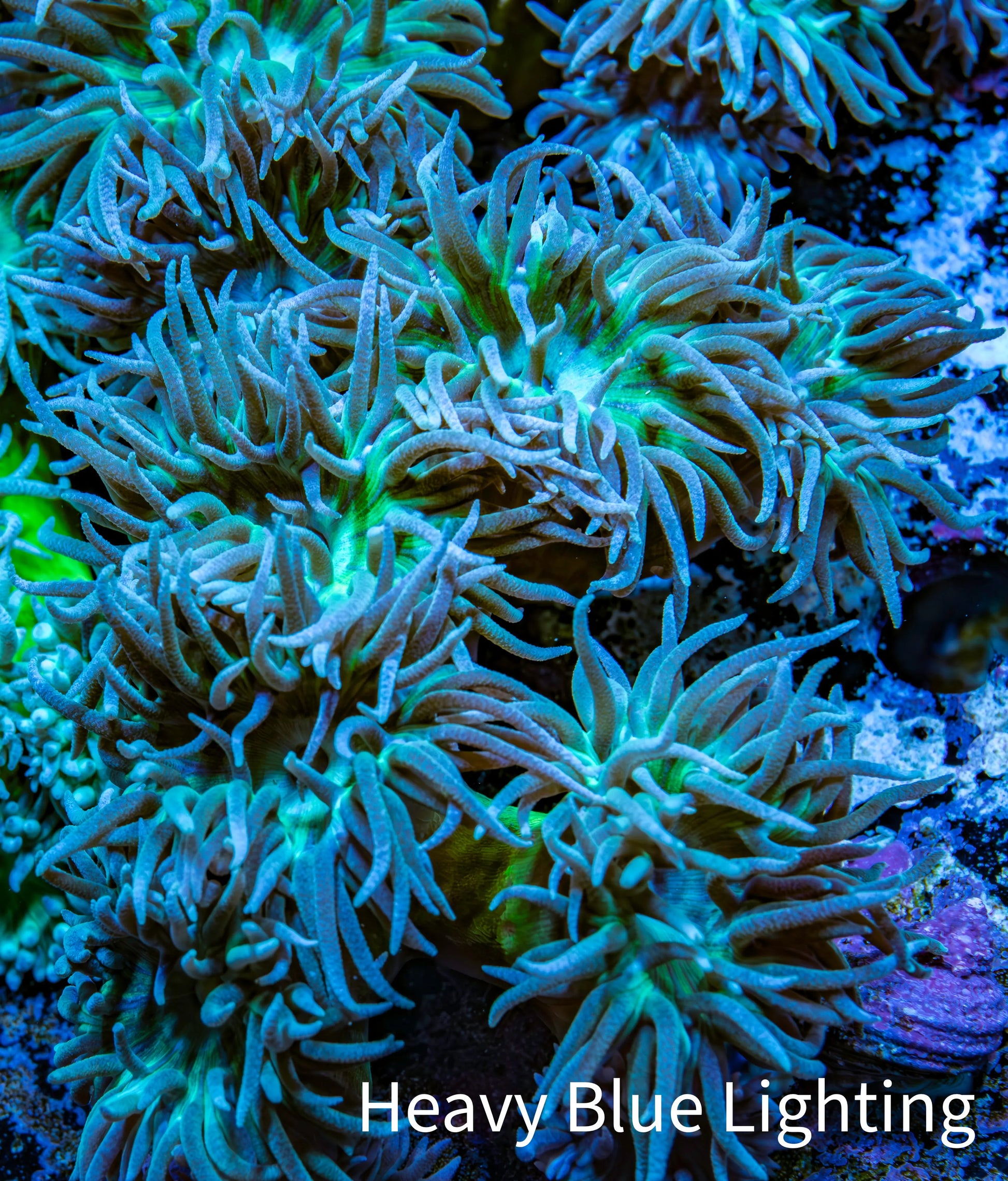 Duncanopsammia Coral- Duncan 9cm WYSIWYG Duncanopsammia Coral- Duncan 9cm WYSIWYG LPS Duncanopsammia Coral- Duncan 9cm WYSIWYG Zeo Box Reef