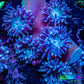Duncanopsammia Coral- Duncan Cluster 5cm WYSIWYG Duncanopsammia Coral- Duncan Cluster 5cm WYSIWYG LPS Duncanopsammia Coral- Duncan Cluster 5cm WYSIWYG Zeo Box Reef