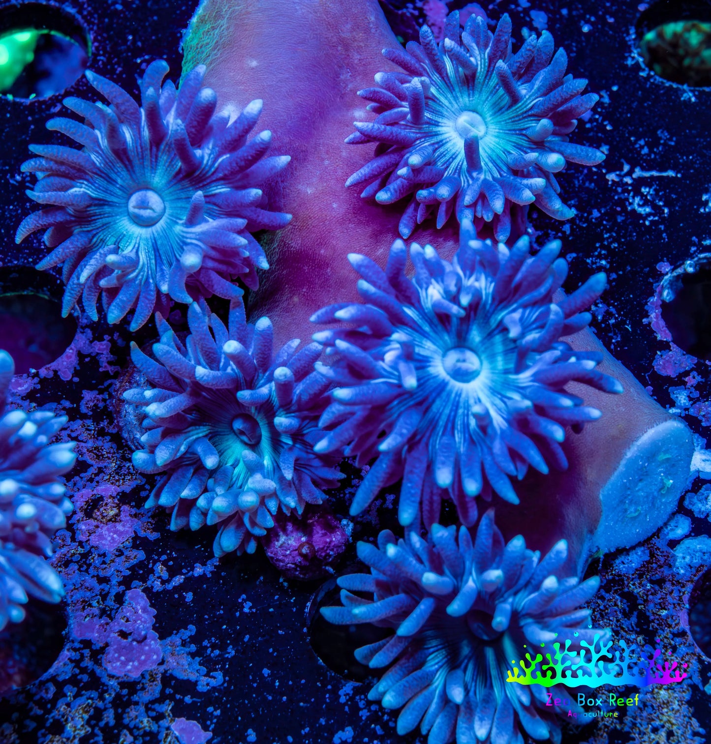 Duncanopsammia Coral- Duncan Cluster 5cm WYSIWYG Duncanopsammia Coral- Duncan Cluster 5cm WYSIWYG LPS Duncanopsammia Coral- Duncan Cluster 5cm WYSIWYG Zeo Box Reef