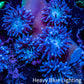 Duncanopsammia Coral- Duncan Cluster 5cm WYSIWYG Duncanopsammia Coral- Duncan Cluster 5cm WYSIWYG LPS Duncanopsammia Coral- Duncan Cluster 5cm WYSIWYG Zeo Box Reef