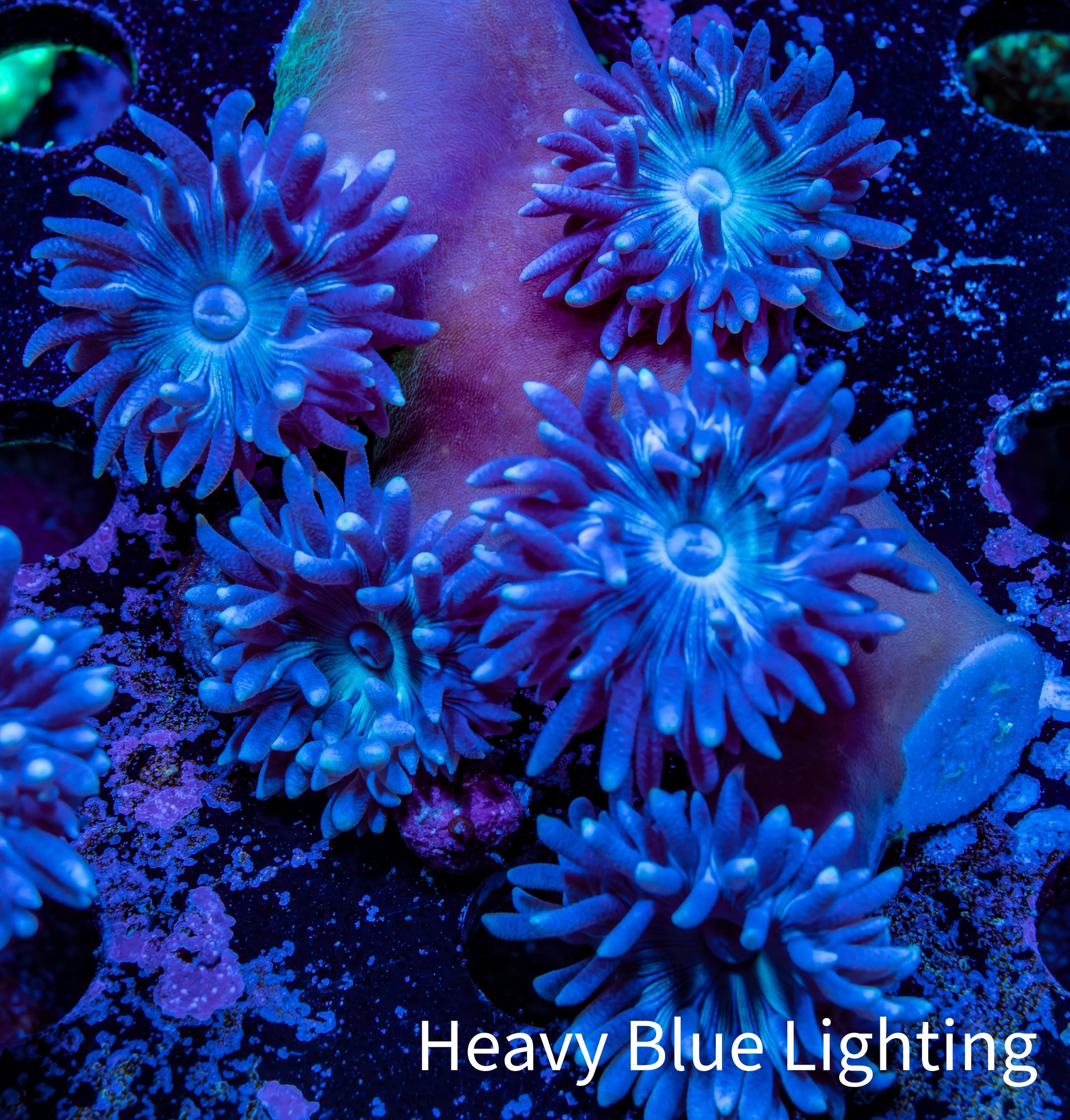 Duncanopsammia Coral- Duncan Cluster 5cm WYSIWYG Duncanopsammia Coral- Duncan Cluster 5cm WYSIWYG LPS Duncanopsammia Coral- Duncan Cluster 5cm WYSIWYG Zeo Box Reef