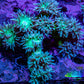 Duncanopsammia Coral- Duncan Colony WYSIWYG 10cm Duncanopsammia Coral- Duncan Colony WYSIWYG 10cm LPS Duncanopsammia Coral- Duncan Colony WYSIWYG 10cm Zeo Box Reef