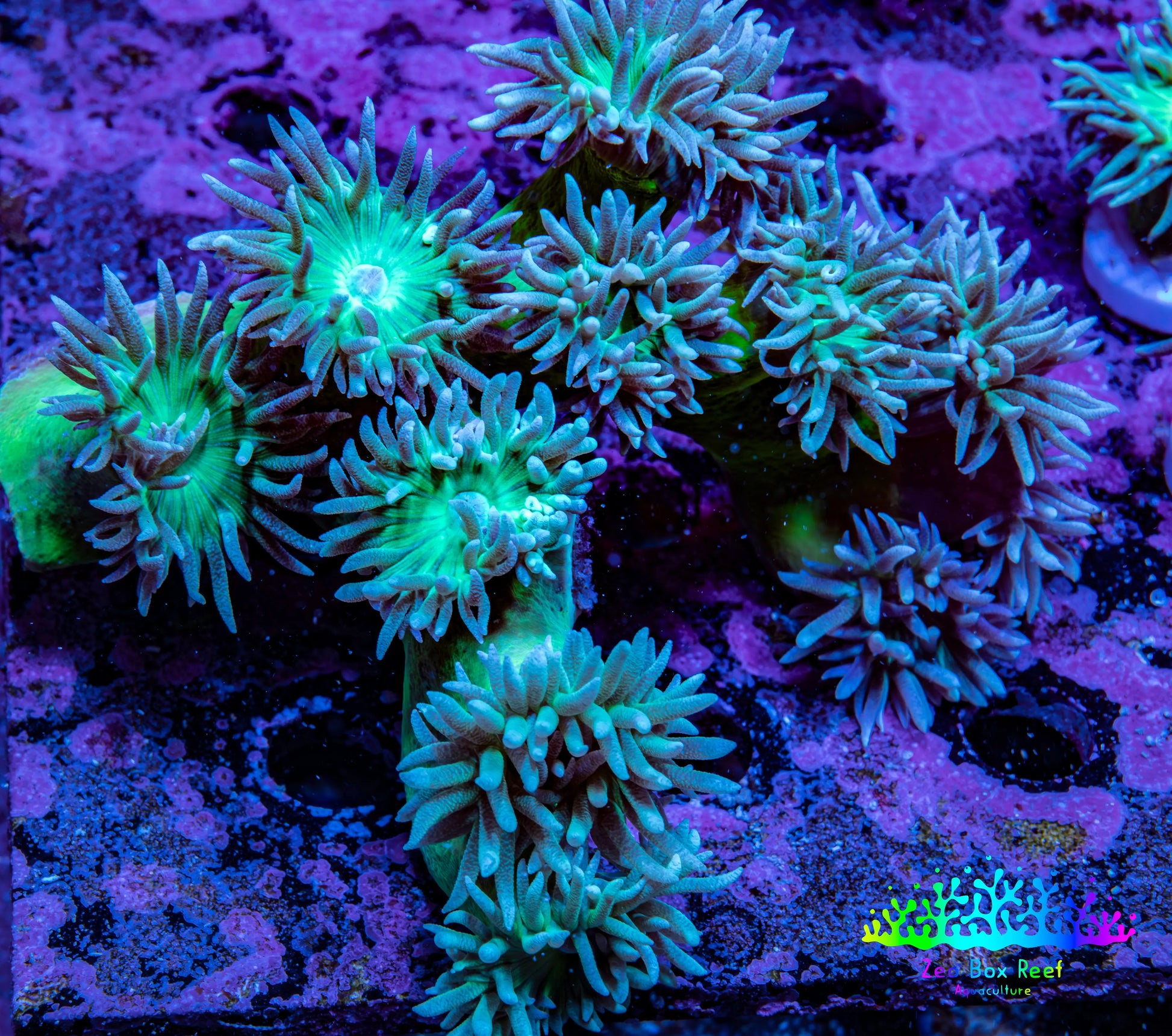 Duncanopsammia Coral- Duncan Colony WYSIWYG 10cm Duncanopsammia Coral- Duncan Colony WYSIWYG 10cm LPS Duncanopsammia Coral- Duncan Colony WYSIWYG 10cm Zeo Box Reef