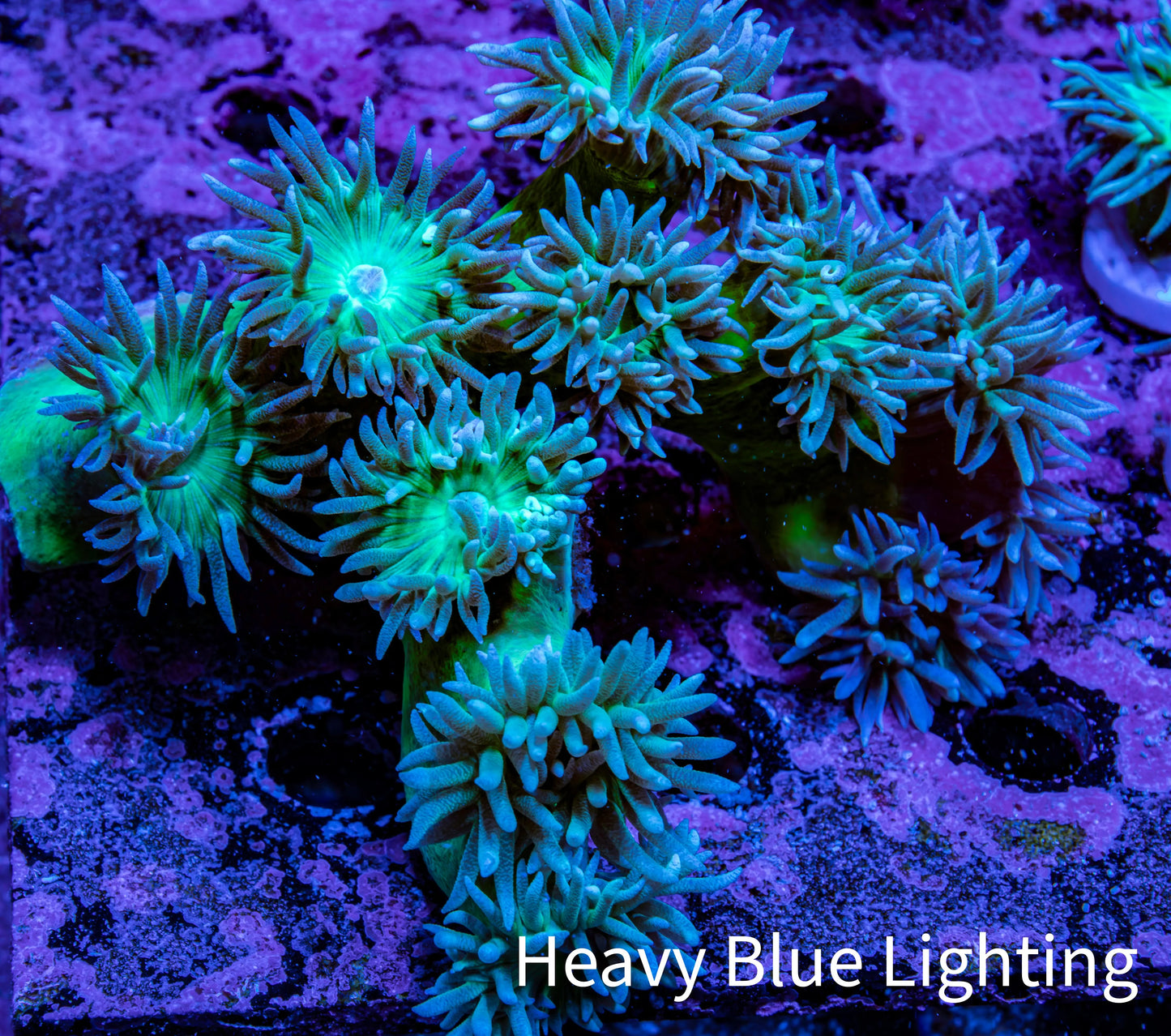 Duncanopsammia Coral- Duncan Colony WYSIWYG 10cm Duncanopsammia Coral- Duncan Colony WYSIWYG 10cm LPS Duncanopsammia Coral- Duncan Colony WYSIWYG 10cm Zeo Box Reef