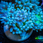 Duncanopsammia Coral- Duncan Frag Duncanopsammia Coral- Duncan Frag LPS Duncanopsammia Coral- Duncan Frag Zeo Box Reef