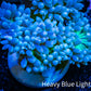 Duncanopsammia Coral- Duncan Frag Duncanopsammia Coral- Duncan Frag LPS Duncanopsammia Coral- Duncan Frag Zeo Box Reef