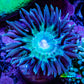 Duncanopsammia Coral- Duncan Frag Duncanopsammia Coral- Duncan Frag LPS Duncanopsammia Coral- Duncan Frag Zeo Box Reef