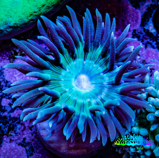 Duncanopsammia Coral- Duncan Frag Duncanopsammia Coral- Duncan Frag LPS Duncanopsammia Coral- Duncan Frag Zeo Box Reef