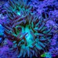 Duncanopsammia Coral- Duncan cluster WYSIWYG 4cm Duncanopsammia Coral- Duncan cluster WYSIWYG 4cm LPS Duncanopsammia Coral- Duncan cluster WYSIWYG 4cm Zeo Box Reef