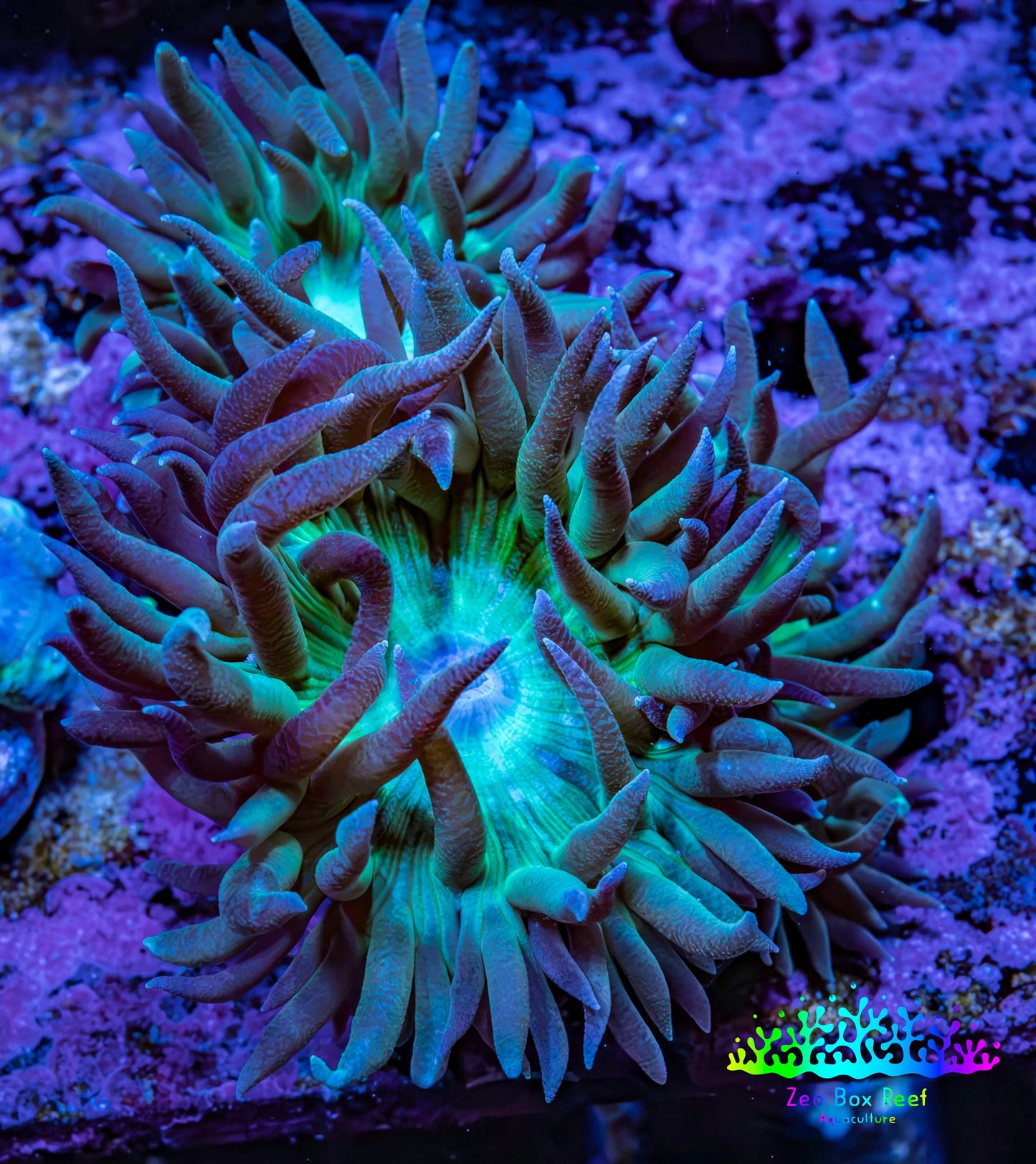 Duncanopsammia Coral- Duncan cluster WYSIWYG 4cm Duncanopsammia Coral- Duncan cluster WYSIWYG 4cm LPS Duncanopsammia Coral- Duncan cluster WYSIWYG 4cm Zeo Box Reef