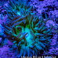 Duncanopsammia Coral- Duncan cluster WYSIWYG 4cm Duncanopsammia Coral- Duncan cluster WYSIWYG 4cm LPS Duncanopsammia Coral- Duncan cluster WYSIWYG 4cm Zeo Box Reef