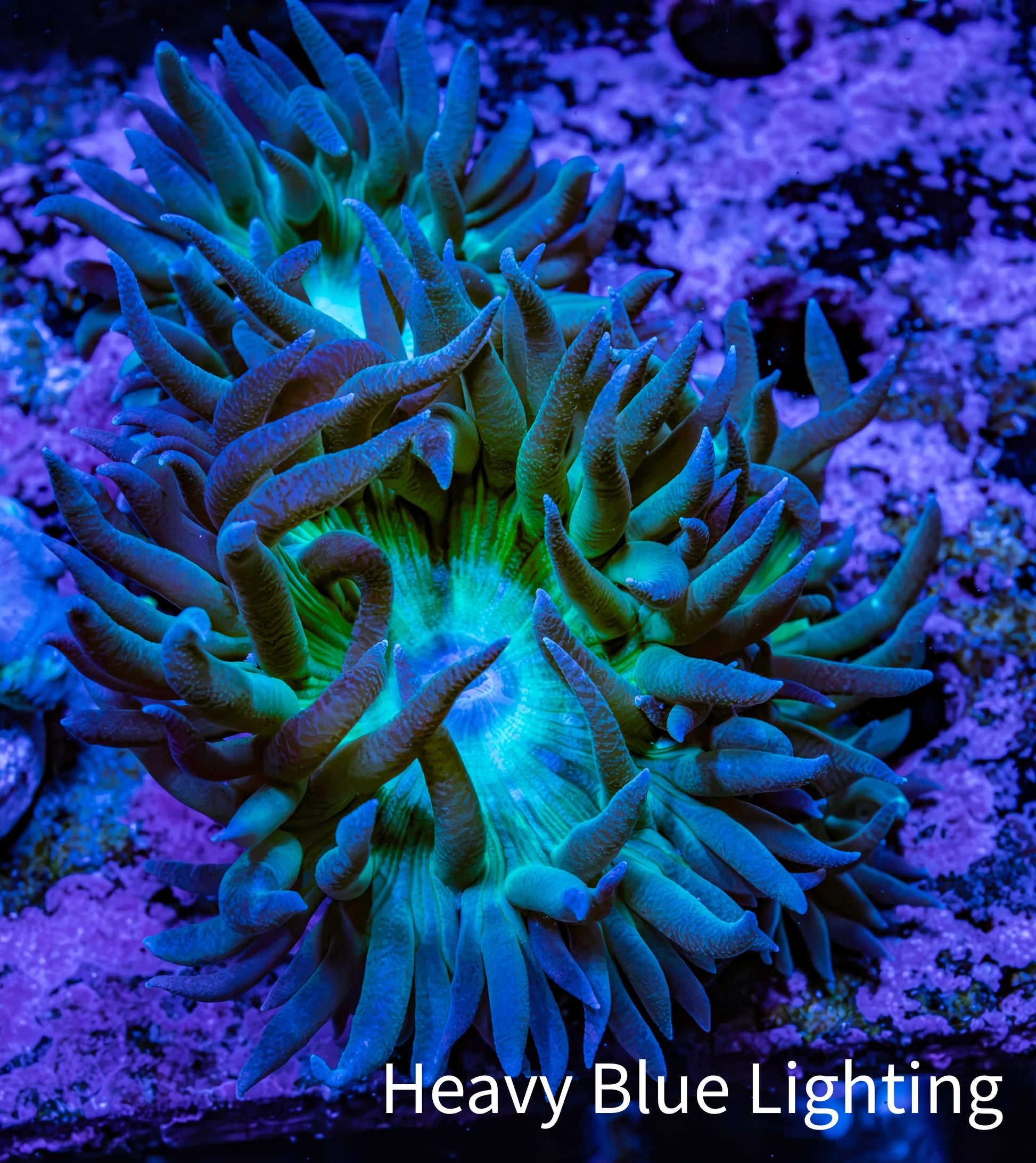 Duncanopsammia Coral- Duncan cluster WYSIWYG 4cm Duncanopsammia Coral- Duncan cluster WYSIWYG 4cm LPS Duncanopsammia Coral- Duncan cluster WYSIWYG 4cm Zeo Box Reef