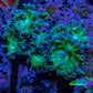 Duncanopsammia Coral- Duncan cluster WYSIWYG 5cm Duncanopsammia Coral- Duncan cluster WYSIWYG 5cm LPS Duncanopsammia Coral- Duncan cluster WYSIWYG 5cm Zeo Box Reef