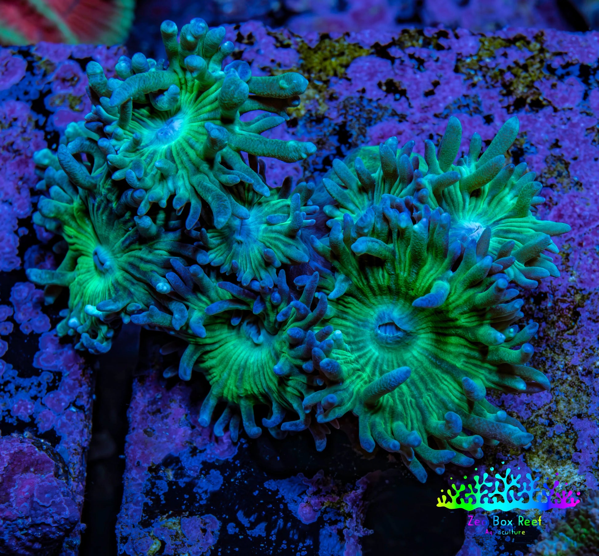 Duncanopsammia Coral- Duncan cluster WYSIWYG 5cm Duncanopsammia Coral- Duncan cluster WYSIWYG 5cm LPS Duncanopsammia Coral- Duncan cluster WYSIWYG 5cm Zeo Box Reef