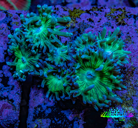 Duncanopsammia Coral- Duncan cluster WYSIWYG 5cm Duncanopsammia Coral- Duncan cluster WYSIWYG 5cm LPS Duncanopsammia Coral- Duncan cluster WYSIWYG 5cm Zeo Box Reef