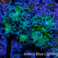 Duncanopsammia Coral- Duncan cluster WYSIWYG 5cm Duncanopsammia Coral- Duncan cluster WYSIWYG 5cm LPS Duncanopsammia Coral- Duncan cluster WYSIWYG 5cm Zeo Box Reef