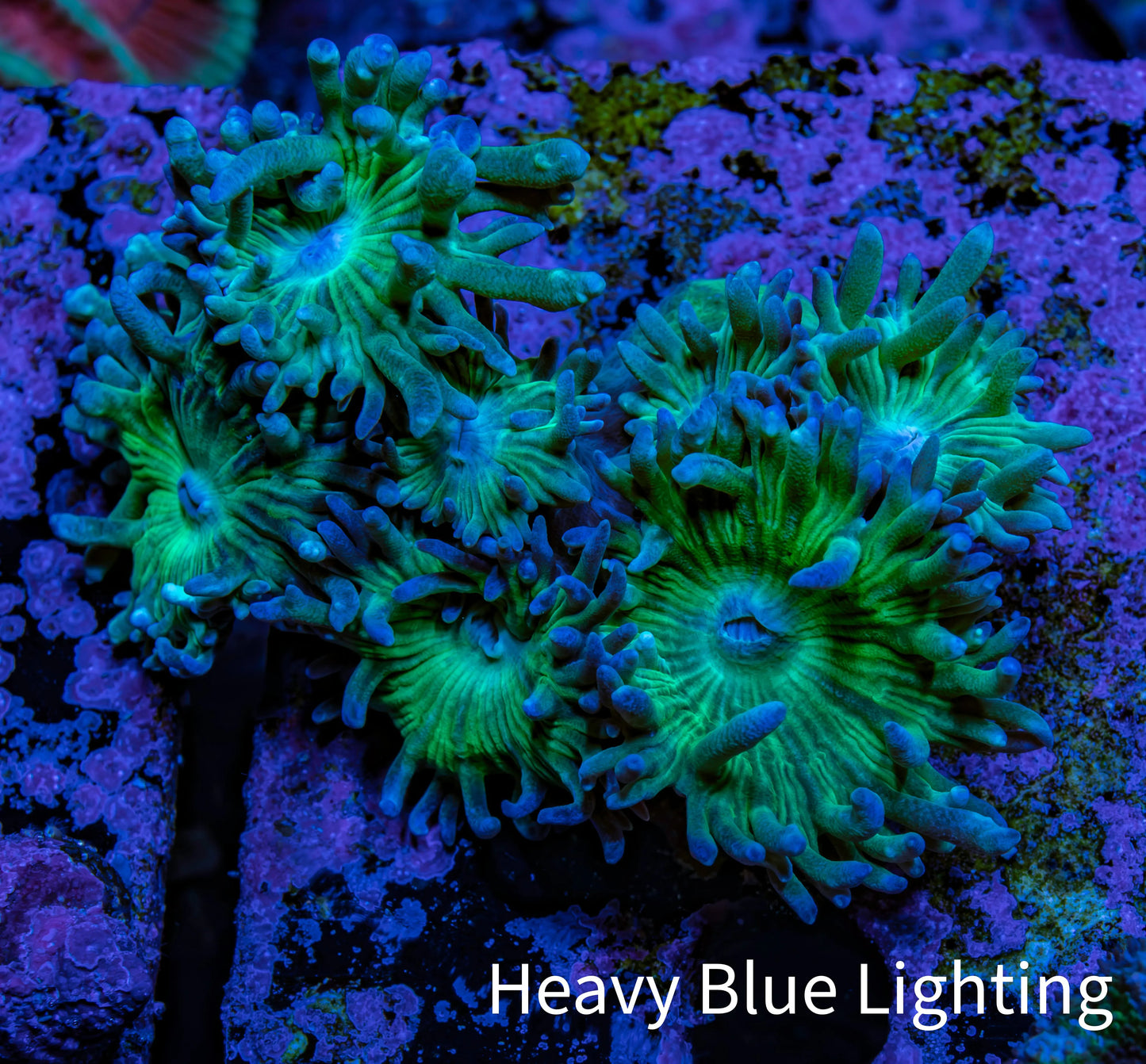 Duncanopsammia Coral- Duncan cluster WYSIWYG 5cm Duncanopsammia Coral- Duncan cluster WYSIWYG 5cm LPS Duncanopsammia Coral- Duncan cluster WYSIWYG 5cm Zeo Box Reef