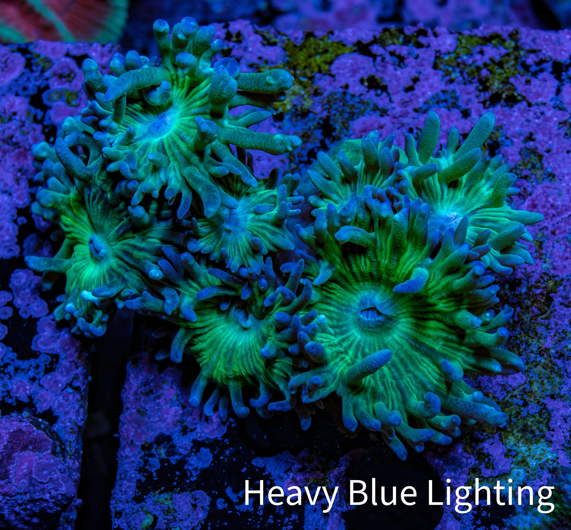 Duncanopsammia Coral- Duncan cluster WYSIWYG 5cm Duncanopsammia Coral- Duncan cluster WYSIWYG 5cm LPS Duncanopsammia Coral- Duncan cluster WYSIWYG 5cm Zeo Box Reef