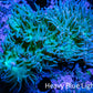 Duncanopsammia Coral- Green Duncan 6cm A1R4B1 Duncanopsammia Coral- Green Duncan 6cm A1R4B1 LPS Duncanopsammia Coral- Green Duncan 6cm A1R4B1 Zeo Box Reef