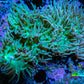 Duncanopsammia Coral- Green Duncan 6cm A1R4B1 Duncanopsammia Coral- Green Duncan 6cm A1R4B1 LPS Duncanopsammia Coral- Green Duncan 6cm A1R4B1 Zeo Box Reef