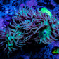 Duncanopsammia Coral- Green Duncan 7cm B1R4B1 Duncanopsammia Coral- Green Duncan 7cm B1R4B1 LPS Duncanopsammia Coral- Green Duncan 7cm B1R4B1 Zeo Box Reef