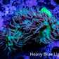 Duncanopsammia Coral- Green Duncan 7cm B1R4B1 Duncanopsammia Coral- Green Duncan 7cm B1R4B1 LPS Duncanopsammia Coral- Green Duncan 7cm B1R4B1 Zeo Box Reef