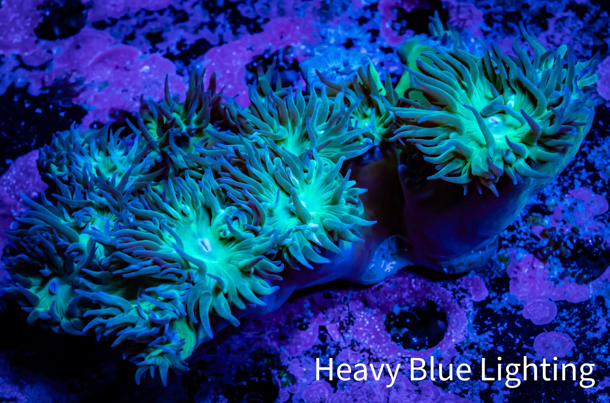 Duncanopsammia Coral- Green Duncan 7cm B1R4B1 Duncanopsammia Coral- Green Duncan 7cm B1R4B1 LPS Duncanopsammia Coral- Green Duncan 7cm B1R4B1 Zeo Box Reef