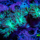 Duncanopsammia Coral- Green Duncan 7cm B1R4B1 Duncanopsammia Coral- Green Duncan 7cm B1R4B1 LPS Duncanopsammia Coral- Green Duncan 7cm B1R4B1 Zeo Box Reef